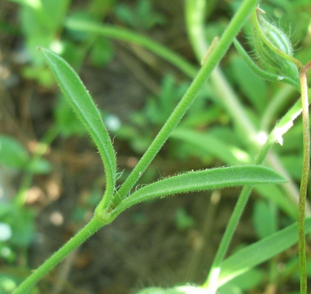 lungo il canale - Silene gallica